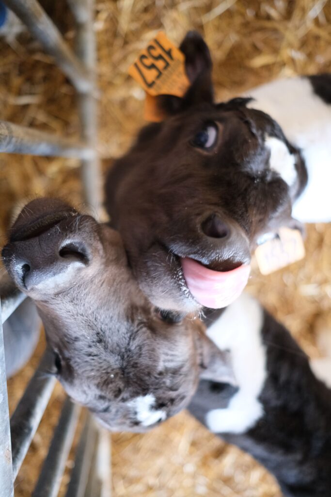 Jeunes veaux à la ferme fromagère à Sarzeau – visite avec enfants