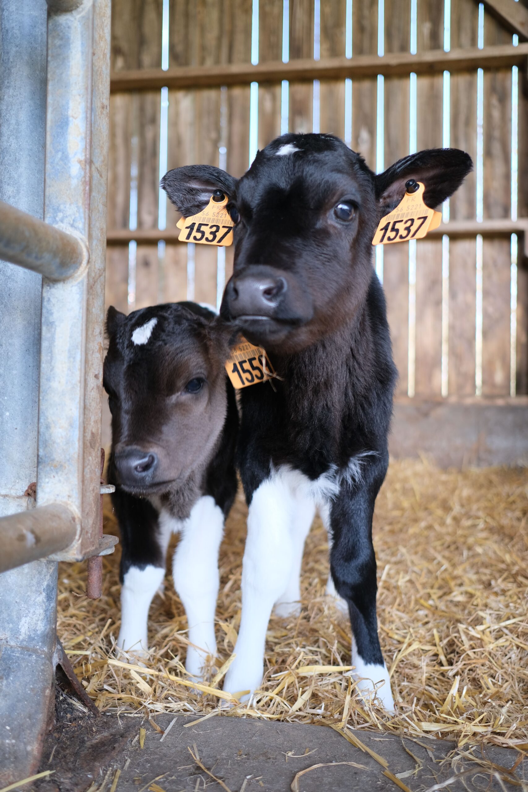 Deux veaux à la ferme à Sarzeau – activité famille proche Vannes