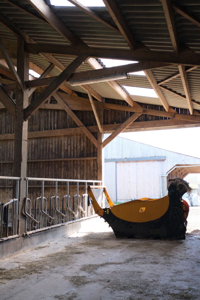 Vaches en stabulation à la ferme fromagère à Sarzeau – visite pédagogique près de Vannes